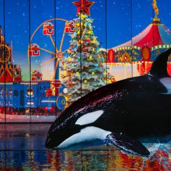 НОВОЕ  ШОУ КОСАТОК в Москвариуме «Вокруг света за Новый год» ( и дельфины, моржи, морские львы )