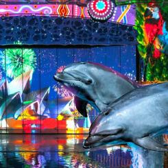НОВОЕ  ШОУ КОСАТОК в Москвариуме «Вокруг света за Новый год» ( и дельфины, моржи, морские львы )
