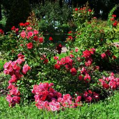 Экскурсия в РОЗАРИЙ в Сокольниках (пик  цветения роз, роскошный ландшафтный дизайн)
