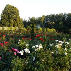 Экскурсия в РОЗАРИЙ в Сокольниках (пик  цветения роз, роскошный ландшафтный дизайн)