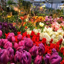  «Репетиция весны»  в Аптекарском огороде. Праздник самых невероятных, редких сортов тюльпанов, крокусов, гиацинтов, ландышей.. 