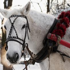 Новый год в русской деревне: Шуя - Пестово с веселым разгуляем, чарочкой, обедом из печи и катанием на лошадях (2 дня)