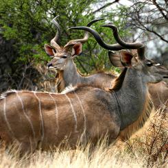 Великая миграция диких животных! Сафари-тур по лучшим паркам Танзании + отдых на о.Занзибар (8 дней, авиатур)