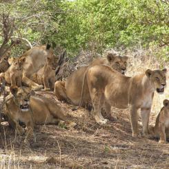 Великая миграция диких животных! Сафари-тур по лучшим паркам Танзании + отдых на о.Занзибар (8 дней, авиатур)